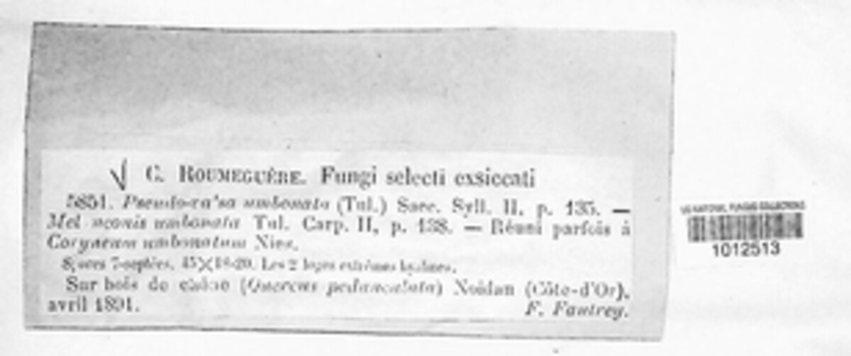 Pseudovalsa image